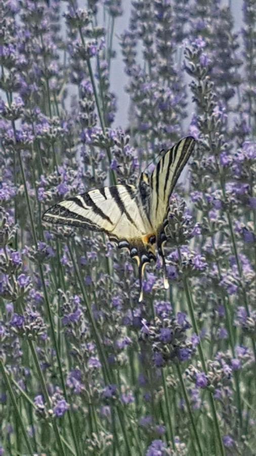 Apartment Lavanda Garden ラブ エクステリア 写真